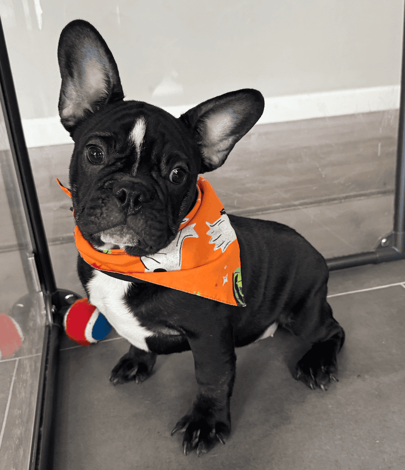 Screenshot 2025-09-29 at 7.23.55 PM